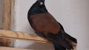 Кировоградские безкружные ржавые голуби Александра Бобкова