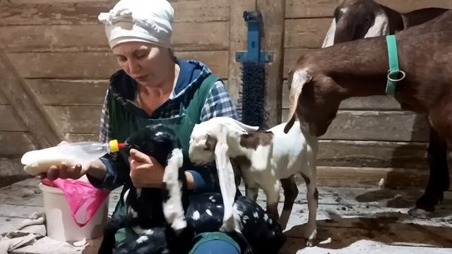 КОРМИМ МАЛЫШЕЙ ?ВАРИМ ВИНОГРАДНОЕ ВАРЕНЬЕ?????? ЗАПАСАЕМСЯ КАПУСТОЙ??ЗИМА НЕ ЗА ГОРАМИ смотреть онлайн