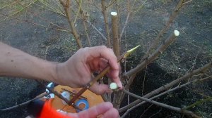 Прививка  под кору / Как сделать прививку весной