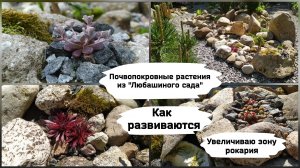 Почвопокровные растения из «Любашиного сада». Увеличиваю зону рокария.