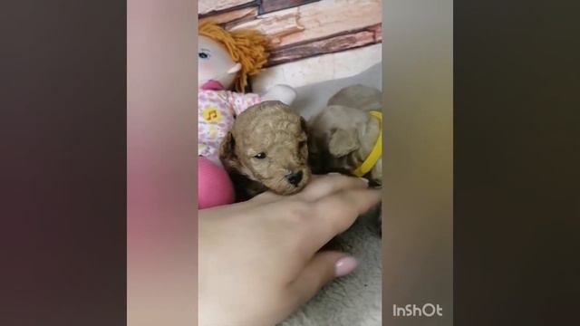 Мини мальтипу смотреть онлайн