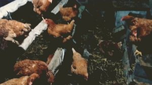 Куры-несушки с птицефабрики. Расклёв