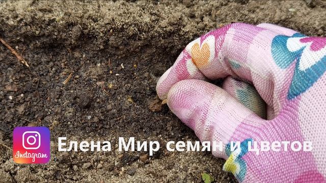 посев семян в грунт. Все тонкости посева многолетних и однолетних цветов смотреть онлайн