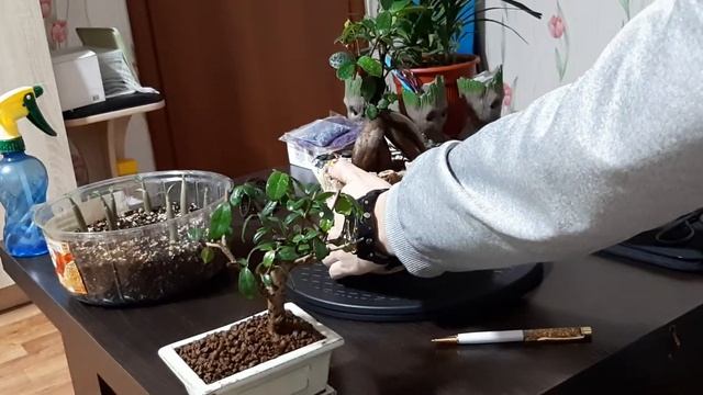 Первое видео про бонсай ( Кармона и Фикус Микрокарпа Гинсенг) смотреть онлайн