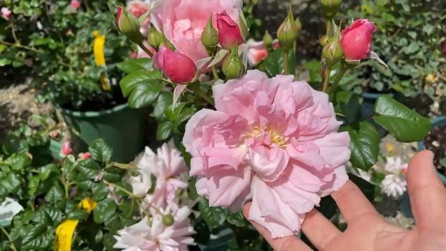 All About Roses! David Austin Roses/Weeks Roses/Eden Roses/Wisteria Antiques And Design ? ? смотреть онлайн