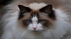 Топ 5 Самые пушистые кошки в мире. Породы шикарных кошек