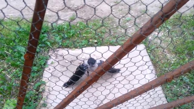 Чокнутая ворона атакует