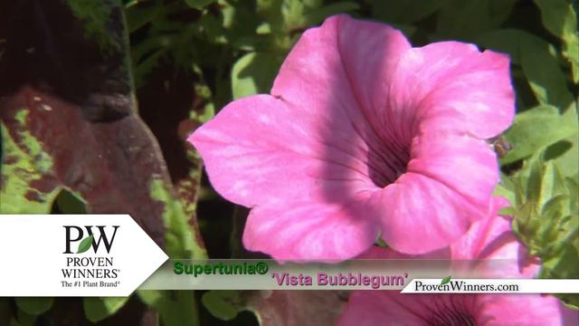 PW Supertunia® Vista Bubblegum смотреть онлайн
