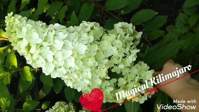 12 августа 2020 г.Magical Kilimanjaro