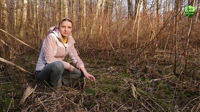 Ожог от борщевика ранней весной смотреть онлайн