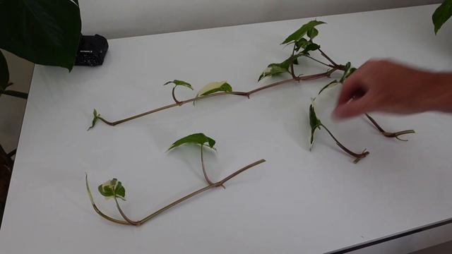 How to Propagate Syngonium Podophyllum Albo Variegatum | Arrow Head Vine смотреть онлайн
