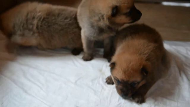 Rieskamaan Zeus Клуб Суомен Ива 12.ноября 2017 года смотреть онлайн