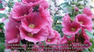 Когда сажать мальву