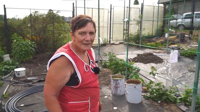 Дружные соседи в теплице