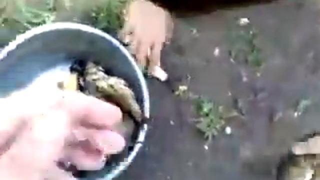 Рыбалка с Петровичем. Золотой карась смотреть онлайн