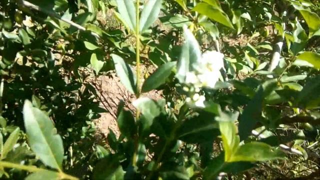 Мята или мелисса? Заготовка. смотреть онлайн