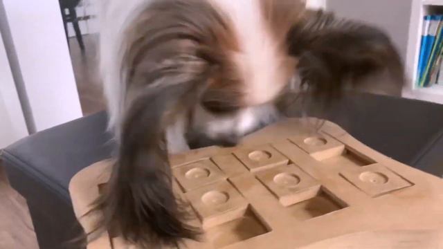 Играем с собакой Дели! смотреть онлайн