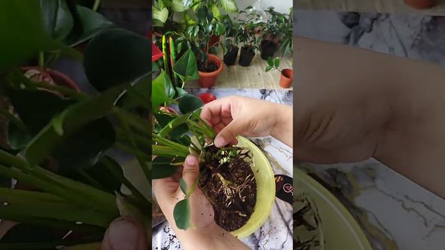 Еркек бақыты / Мужское счастье гүлі смотреть онлайн