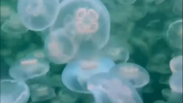 МОРСКИЕ ЧУДЕСА МЕДУЗЫ,ОСЬМИНОГИ, НЕЗАБЫВАЕМОЕ ПОГРУЖЕНИЕ ! MEDUSA, OCTOPUS, UNFORGETTABLE DIVE !!!