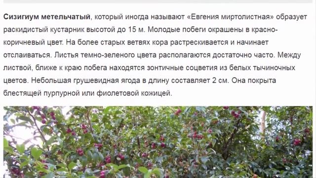 Сизигиум – плодоносящее тропическое чудо смотреть онлайн