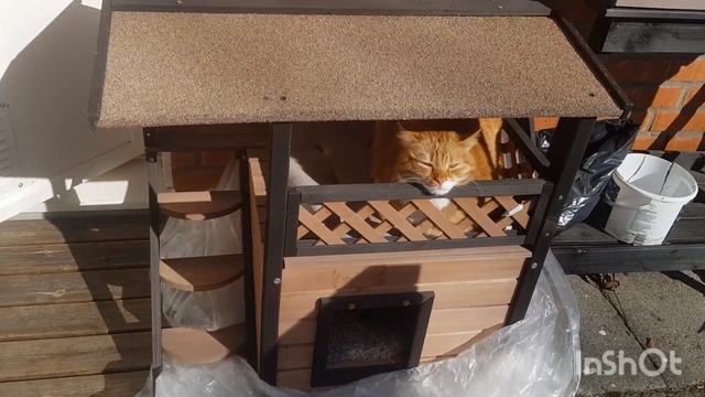 Рыжий кот Васька любит солнце! Весна в Швеции! смотреть онлайн