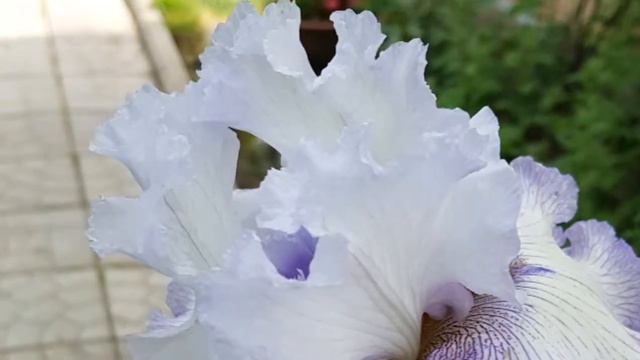 Мамины цветы .Ирис. лепота -красота)) смотреть онлайн