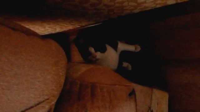 Бешеный кот смотреть онлайн