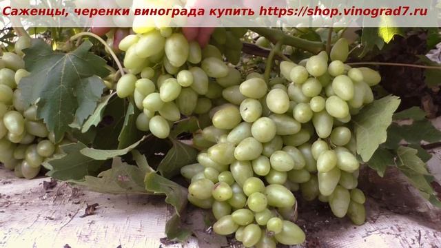 Пузенко Наталья Лариасовна, виноград для всех