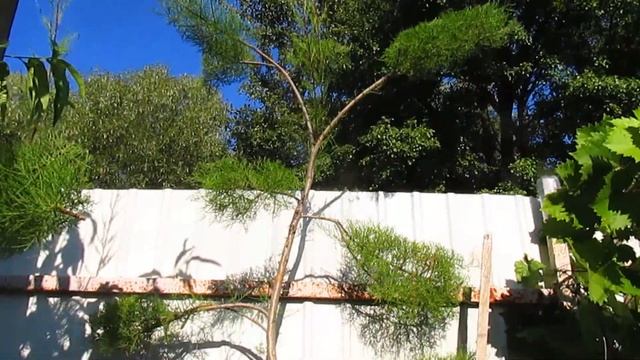 Как и когда стричь ТАМАРИКС.