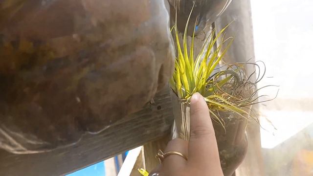 ORQUÍDEA ONCIDIUM E A EPIDENDRUM,COM FLORAÇÃO E DICAS DE CULTIVOS E SUBSTRATOS CERTOS. смотреть онлайн