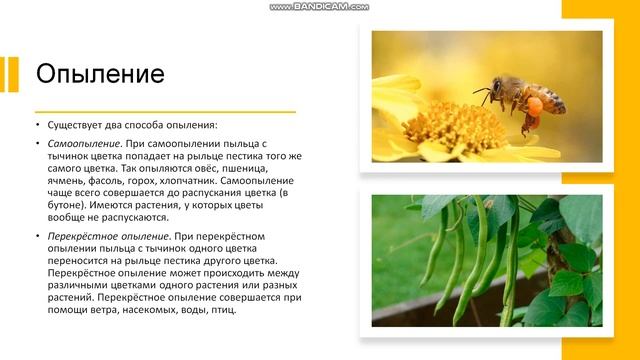 6 класс Цветки и соцветия Строение цветка Размножение Опыление Оплодотворение Соцветия смотреть онлайн