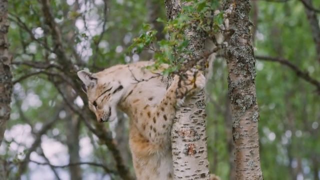 What Eats A Fox? 11 Predators That Prey On Foxes | Fox Predators | Red Foxes смотреть онлайн