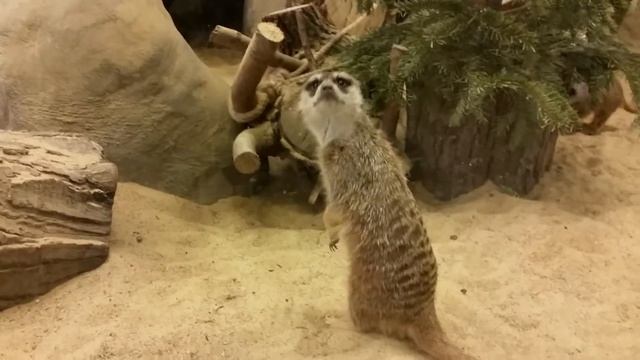 Сурикат. Варшавский зоопарк смотреть онлайн