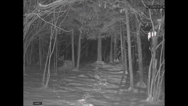 Охота на лису. Разбор полетов... смотреть онлайн