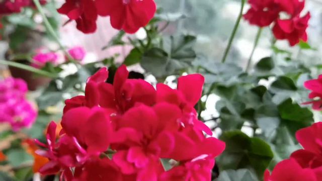 5月13号，这些花色的天竺葵，你更喜欢哪一款？