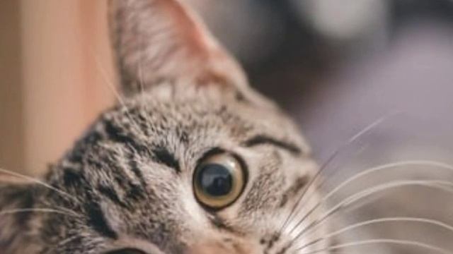 ПОЧЕМУ У КОШКИ ВЫПАДАЕТ ШЕРСТЬ НА ЖИВОТЕ | НА ЛАПАХ | У ХВОСТА? смотреть онлайн