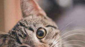 ПОЧЕМУ У КОШКИ ВЫПАДАЕТ ШЕРСТЬ НА ЖИВОТЕ | НА ЛАПАХ | У ХВОСТА?