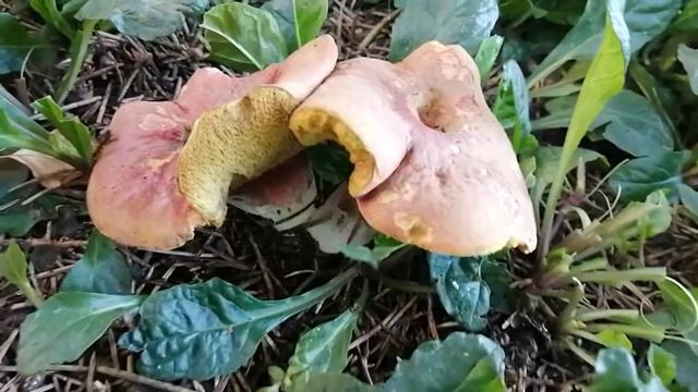 В мире животных и растений(3) смотреть онлайн