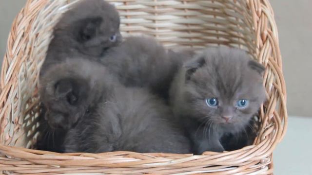Копия видео Шоколадные вислоухие и прямоухие котята смотреть онлайн