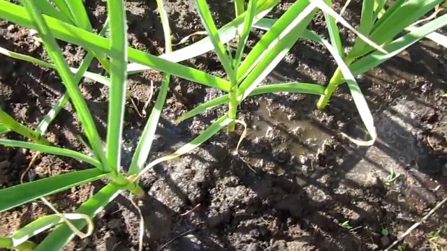 ЧЕСНОК от А до Я! ВАЖНО! Вторая подкормка и обработка смотреть онлайн