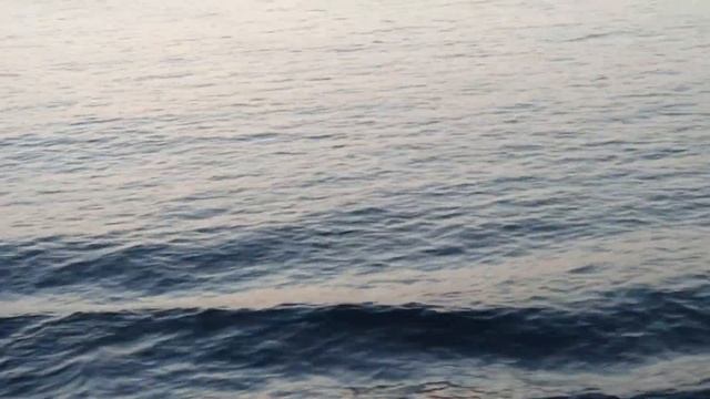 Дельфины - Аравийское море