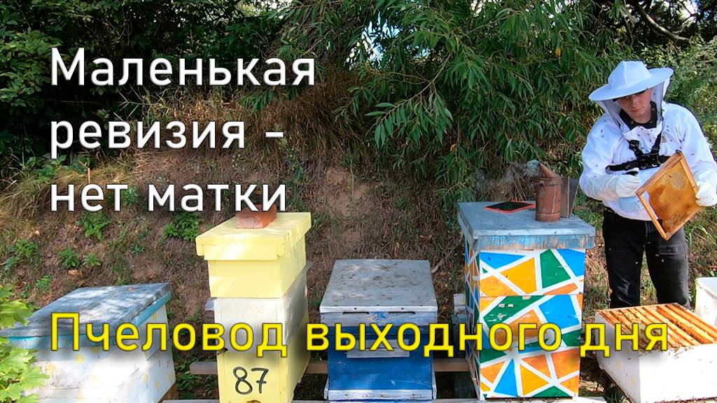Маленькая ревизия семей - выявил отсутвие матки. Пчеловод выходного дня (10 августа 2024) смотреть онлайн