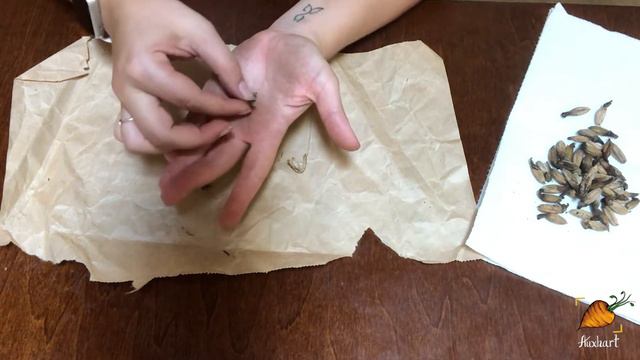 How to save Marigold Seeds (or any flower seeds) | Auxhart Gardening смотреть онлайн