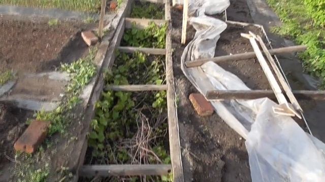 Вырашивание винограда в Сибири смотреть онлайн