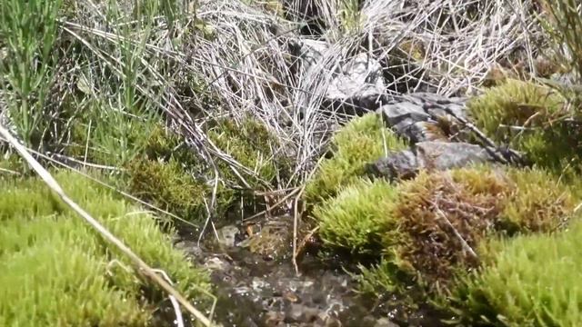 Изучаем Красноярск Сплав по реке Мана 29.06.2018 смотреть онлайн