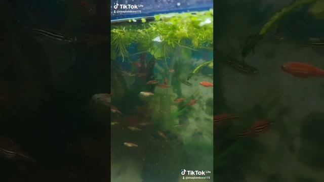 рыбки для аквариума смотреть онлайн