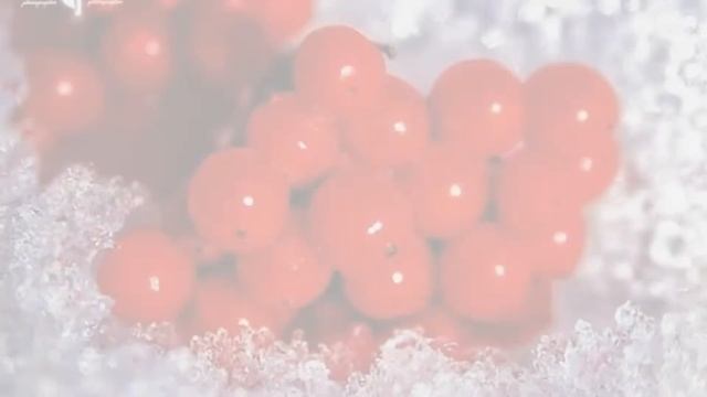 Калина красная, калина горькая. Поёт автор Игорь Слуцкий. смотреть онлайн