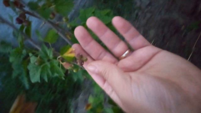 Zece metri pătrați cu de toate‼️ Lavanda, Coacaz negru,‼️ Coacaz ciorchine, Menta, Gojii, Smochin ‼ смотреть онлайн
