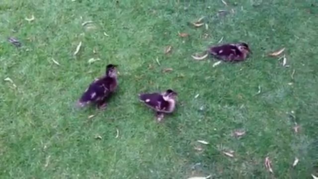 Утята. смотреть онлайн