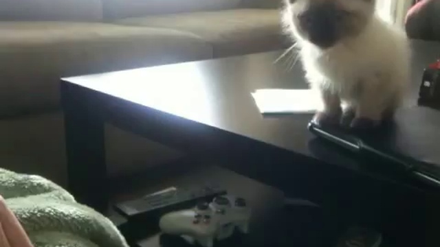 Первый прыжок котенка смотреть онлайн